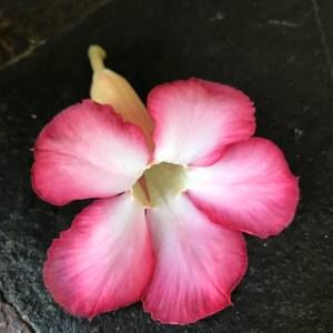 Meet your Posher, Adelfa